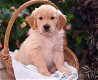 Mooie Golden Retriever pups voor goed thuis - 0 - Thumbnail