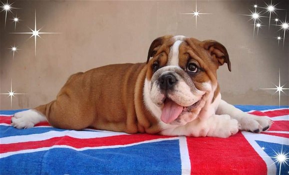 Mooie Engelse Puppy van de Buldog voor goed huis - 0