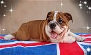 Mooie Engelse Puppy van de Buldog voor goed huis - 0 - Thumbnail