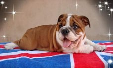 Mooie Engelse Puppy van de Buldog voor goed huis