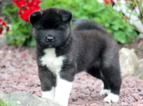 Mooie Akita pups voor goed thuis - 0