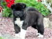 Mooie Akita pups voor goed thuis - 0 - Thumbnail