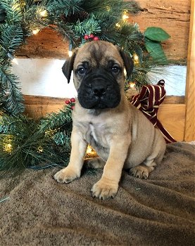 Mooie Bullmastiff pups voor goed thuis - 1