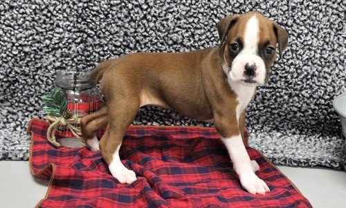 Mooie Boxer puppies voor goed huis - 0