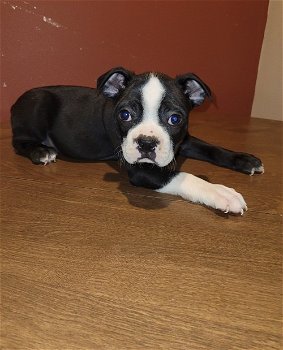 Mooie Boston Terrier pups voor goed thuis - 0