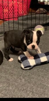 Mooie Boston Terrier pups voor goed thuis - 1