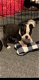 Mooie Boston Terrier pups voor goed thuis - 1 - Thumbnail