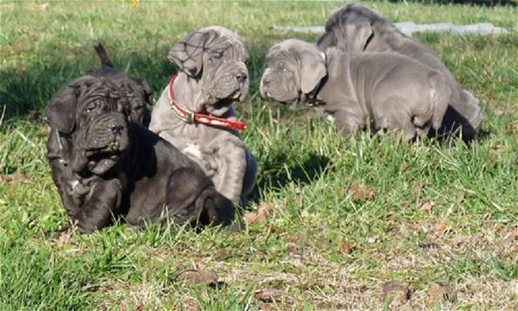 Beautiful Neapolitan Mastiff puppies for good home - 0