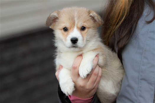 Mooie Pembroke Welsh Corgi pups voor goed thuis - 0