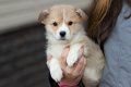 Mooie Pembroke Welsh Corgi pups voor goed thuis - 0 - Thumbnail