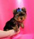 Mooie Yorkie pups voor goed thuis - 0 - Thumbnail