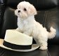 Mooie Maltese puppy's voor goed huis - 0 - Thumbnail