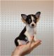 Mooie Chihuahua puppy's voor goed huis - 0 - Thumbnail