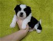 Mooie Shih Tzu pups voor goed thuis - 0 - Thumbnail