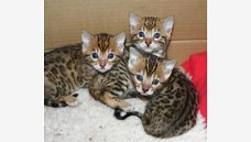 schattige Bengaalse kittens voor adoptie