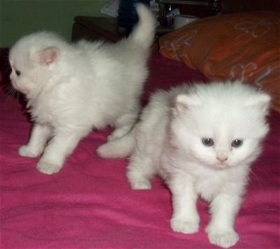 mannelijke en vrouwelijke Perzische kittens voor adoptie - 0