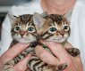 Bengaalse kittens - 0 - Thumbnail