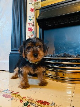 puppy's van Yorkshire Terrier - 0