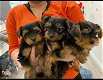 puppy's van Yorkshire Terrier - 1 - Thumbnail
