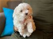 Mooie Maltipoo-puppy's beschikbaar - 0 - Thumbnail