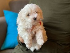 Mooie Maltipoo-puppy's beschikbaar