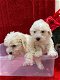 Mooie Maltipoo-puppy's beschikbaar - 1 - Thumbnail