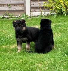 Mooie Duitse herder pups te koop