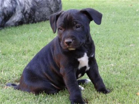 Staffordshire Bull Terrier-puppy's - 0