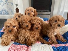 Cavapoo-puppy's te koop