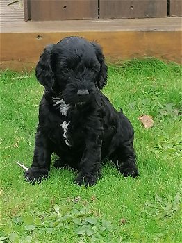 Schattige Cockapoo-puppy's - 1