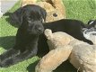 Labrador retriever pups te koop - 0 - Thumbnail
