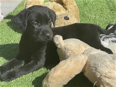 Labrador retriever pups te koop