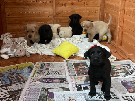 Labrador retriever pups te koop - 1