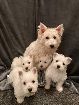 West Highland Terrier-puppy's te koop - 0