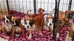 Boxer Puppies klaar - 0 - Thumbnail