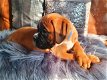 Boxer Puppies klaar - 1 - Thumbnail