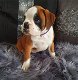 Boxer Puppies klaar - 2 - Thumbnail