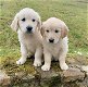 Golden Retriever-puppy's klaar - 0 - Thumbnail