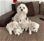 Mini Maltese Puppies Klaar om te vertrekken - 1 - Thumbnail