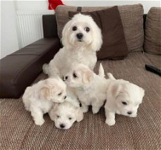 Mini Maltese Puppies Klaar om te vertrekken