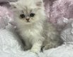Perzische kittens te koop - 0 - Thumbnail