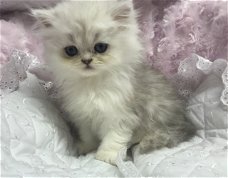 Perzische kittens te koop