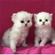 Perzische kittens te koop - 1 - Thumbnail