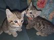 Verbluffende Bengaalse kittens - 0 - Thumbnail