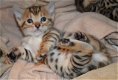 Schattige Bengaalse kittens - 0 - Thumbnail