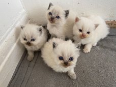 Absoluut verbluffende Perzische kittens