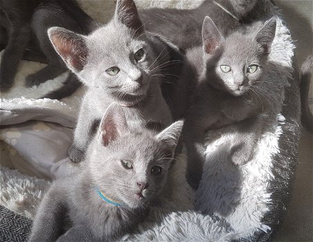 Mooie Russische Blauwe Kittens met volledige stamboom - 0