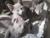 Mooie Russische Blauwe Kittens met volledige stamboom - 0 - Thumbnail