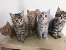 Mooie maine coon x kittens