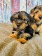 Entzückende Teacup Yorkie Welpen zu verkaufen - 0 - Thumbnail